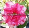 фото Адениум (Adenium obesum Baby star) от магазина магазина орхидей Ангелок