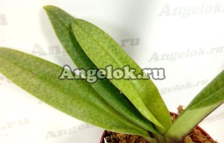 фото Пафиопедилум (Paph.concolor × Lippewunder) от магазина магазина орхидей Ангелок