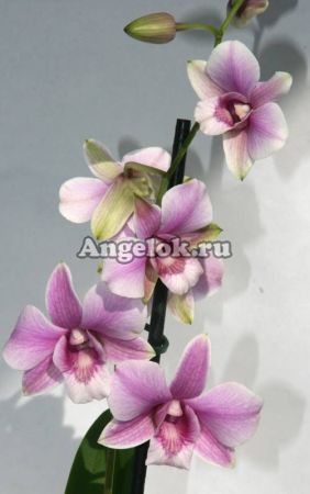 Дендробиум фаленопсис (Dendrobium Snow pink)