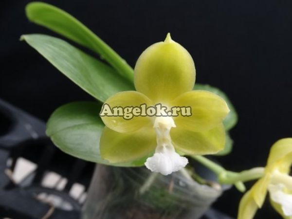 фото Фаленопсис (P.Gelbieber × mannii) от магазина магазина орхидей Ангелок