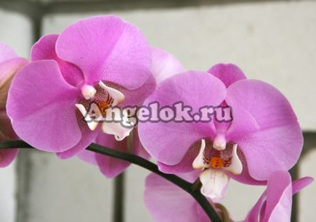 фото Фаленопсис (Phalaenopsis Hilo Lip) от магазина магазина орхидей Ангелок