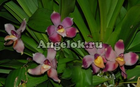 фото Боллея (Pescatoria ecuadorana) от магазина магазина орхидей Ангелок