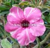 фото Адениум (Adenium obesum Diamond ring) от магазина магазина орхидей Ангелок