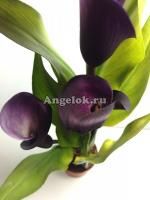Калла (Zantedeschia) фиолетовая