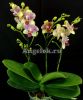 фото Фаленопсис Летняя песня (Phalaenopsis Summersong) от магазина магазина орхидей Ангелок