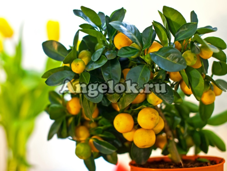 фото Каламондин (Citrofortunella microcarpa) от магазина магазина орхидей Ангелок