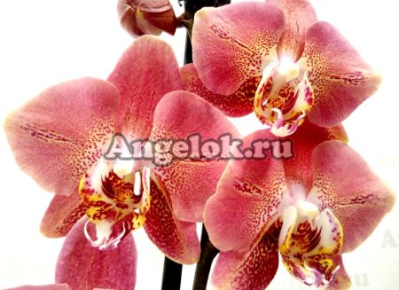 фото Фаленопсис Леко Фантастик (Phalaenopsis Leco Fantastic) от магазина магазина орхидей Ангелок