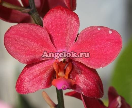 фото Фаленопсис (Phalaenopsis ) ph-49 от магазина магазина орхидей Ангелок