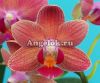 Фаленопсис (Phalaenopsis KS Cumquat'9001') Тайвань
