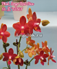 фото Фаленопсис (Phalaenopsis Sogo Red Star) Тайвань от магазина магазина орхидей Ангелок
