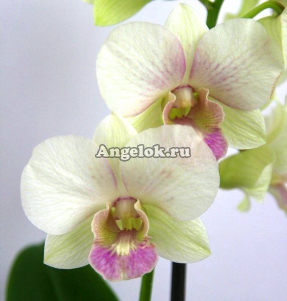 фото Дендробиум фаленопсис (Dendrobium Snow Jade) от магазина магазина орхидей Ангелок