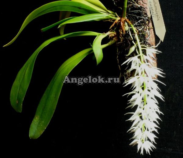 фото Вармингия Евгении (Warmingia eugenii) от магазина магазина орхидей Ангелок