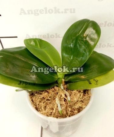 фото Фаленопсис (P. Mituo Prince "M-10") Тайвань от магазина магазина орхидей Ангелок