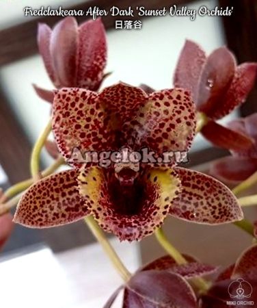 фото Fredclarkeara After Dark 'Sunset Valley Orchids' FCC/AOS от магазина магазина орхидей Ангелок