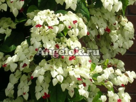 фото Клеродендрум Томпсона (Cleridendrum thompsonae) от магазина магазина орхидей Ангелок