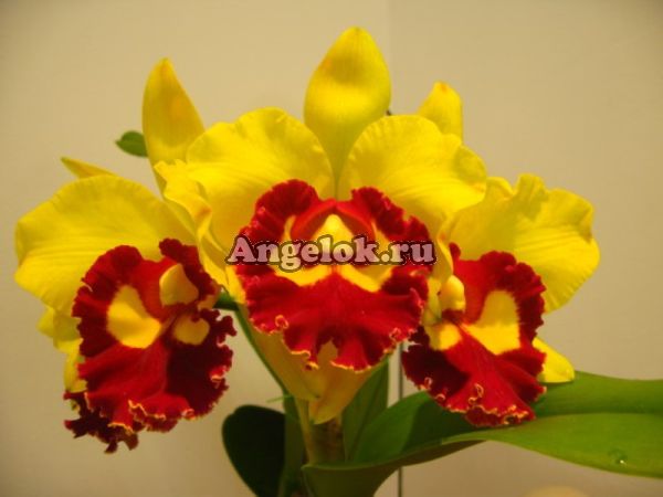 фото Каттлея (Rlc. Chief Sunlight 'Yellow Ruby') Тайвань от магазина магазина орхидей Ангелок