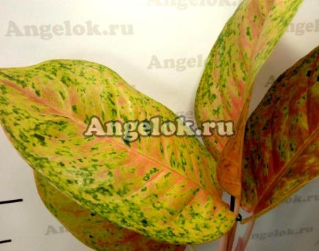 фото Аглаонема (Aglaonema Rouy Raiwan) от магазина магазина орхидей Ангелок