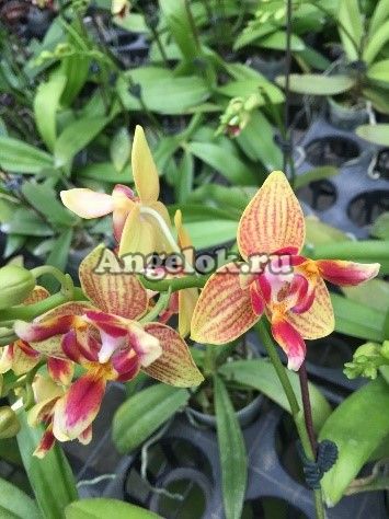 фото Фаленопсис (Phalaenopsis Tzu Chiang Orange'ES') Тайвань от магазина магазина орхидей Ангелок