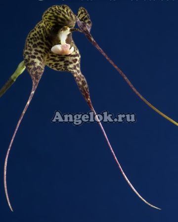 фото Дракула (Dracula andreettae) от магазина магазина орхидей Ангелок