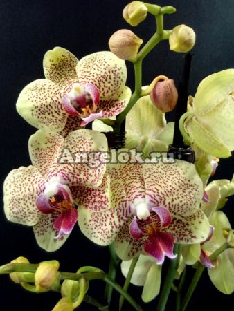 фото Фаленопсис Майя (Phalaenopsis Maya) от магазина магазина орхидей Ангелок