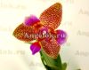 фото Фаленопсис Джой Фейри Тейл детка (Phalaenopsis Joy Fairy Tale) Тайвань от магазина магазина орхидей Ангелок