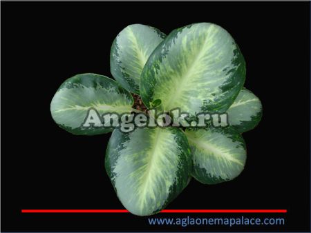 фото Аглаонема (Aglaonema Kan Kwuay) от магазина магазина орхидей Ангелок