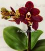 фото Фаленопсис Тайсуко Кобольд (Phalaenopsis Taisuco Kobold) от магазина магазина орхидей Ангелок