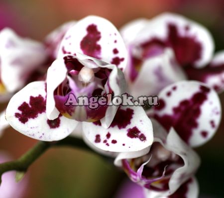 фото Фаленопсис мини (Phalaenopsis ) ph-84 от магазина магазина орхидей Ангелок