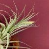 фото Тилландсия (Tillandsia gardneri) от магазина магазина орхидей Ангелок