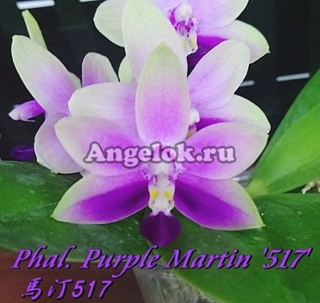 фото Фаленопсис Мартин (Phalaenopsis Purple Martin '517') Тайвань от магазина магазина орхидей Ангелок