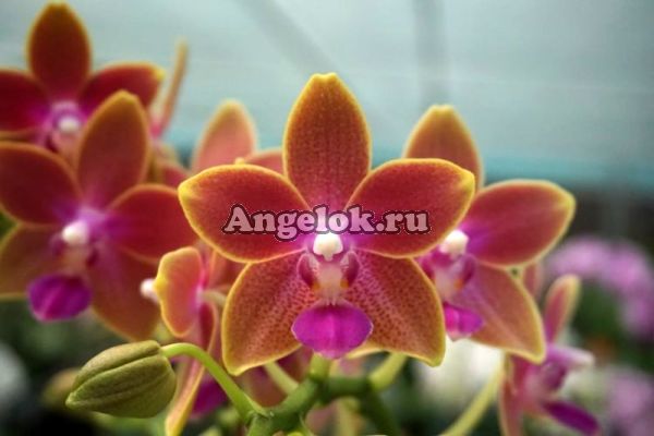 фото Фаленопсис (P.Miki Golden Sand) Тайвань от магазина магазина орхидей Ангелок