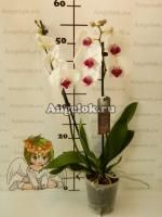 Фаленопсис Анкара (Phalaenopsis Ankara)