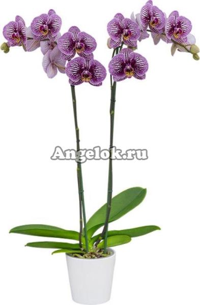 фото Фаленопсис детка (Phalaenopsis Black Stripes) от магазина магазина орхидей Ангелок