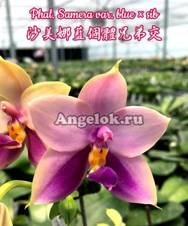фото Фаленопсис Самера (Phalaenopsis Samera var. blue × sib) Тайвань от магазина магазина орхидей Ангелок