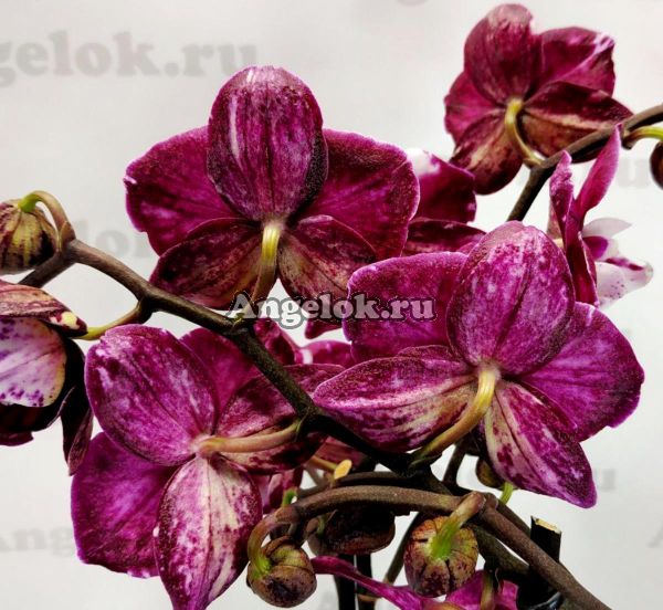 фото Фаленопсис Каода Нью (Phalaenopsis Kaoda new) от магазина магазина орхидей Ангелок