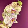 фото Фаленопсис Турин (Phalaenopsis Torino) от магазина магазина орхидей Ангелок