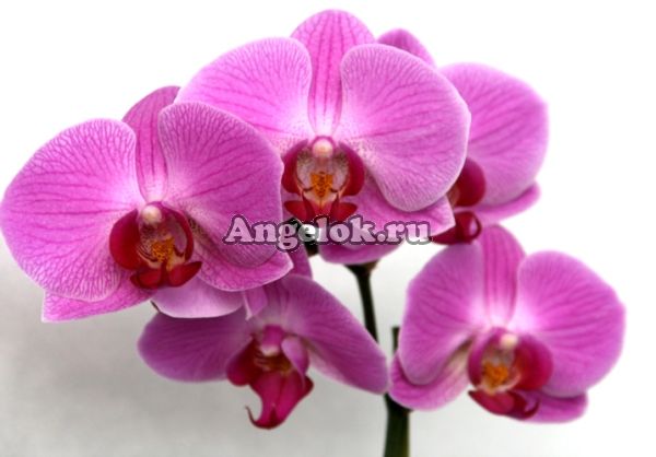 фото Фаленопсис (Phalaenopsis ) ph-05_2 от магазина магазина орхидей Ангелок