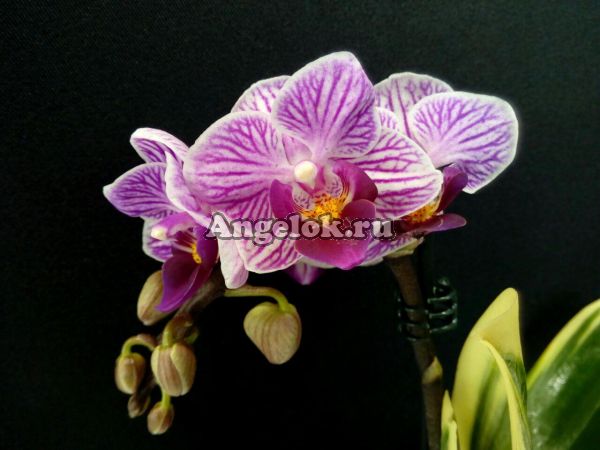 фото Фаленопсис Сого Вивьен (Phalaenopsis Sogo Vivien) от магазина магазина орхидей Ангелок