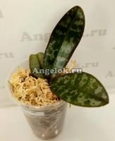Фаленопсис Стюарта (Phalaenopsis stuartiana tipo × sib) детка Тайвань
