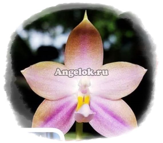 фото Фаленопсис (P.Germaine Vincent x sib) от магазина магазина орхидей Ангелок