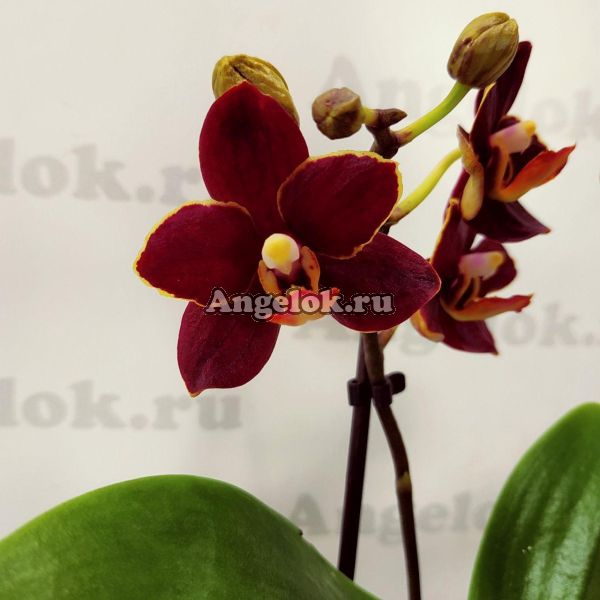 фото Фаленопсис Тайсуко Кобольд (Phalaenopsis Taisuco Kobold) от магазина магазина орхидей Ангелок