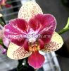 фото Фаленопсис бабочка Калейдоскоп (Phalaenopsis Chi-Yueh Kaleidescope) Тайвань от магазина магазина орхидей Ангелок