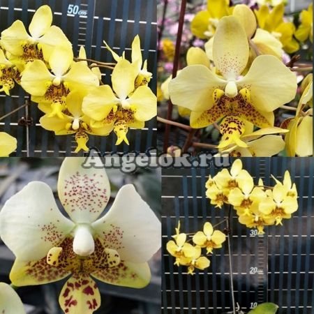 фото Фаленопсис Стюарта желтый детка (Phalaenopsis stuartiana var. nobilis) от магазина магазина орхидей Ангелок