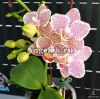фото Фаленопсис (Phalaenopsis Tying Shin Jaguar) Тайвань от магазина магазина орхидей Ангелок