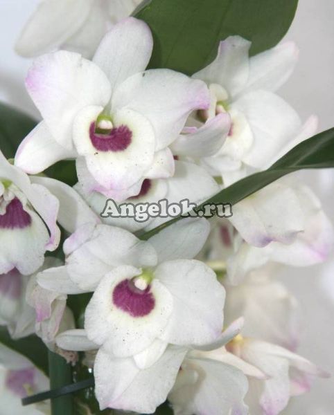 фото Дендробиум нобиле (D.nobile Winter Sparkle) от магазина магазина орхидей Ангелок