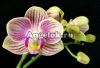 фото Фаленопсис (Phalaenopsis Brazil '54330') от магазина магазина орхидей Ангелок
