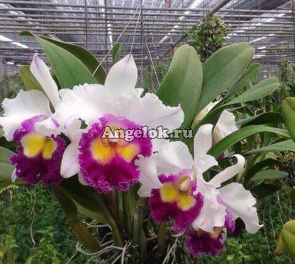 фото Каттлея (Rlc.Kawnprapa) от магазина магазина орхидей Ангелок