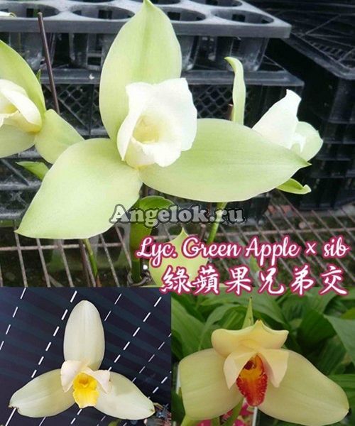 фото Ликаста (Lyc. Green Apple × sib) Тайвань от магазина магазина орхидей Ангелок