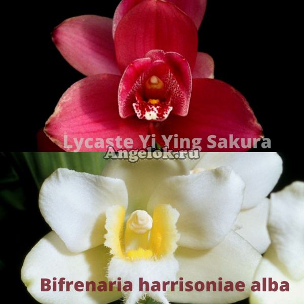 фото Ликаста гибрид (Lycaste Yi Ying Sakura x Bifrenaria harrisoniae alba) от магазина магазина орхидей Ангелок