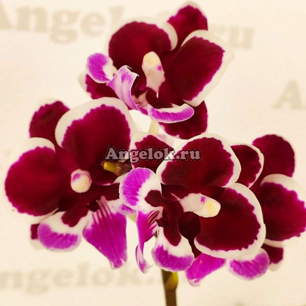 фото Фаленопсис Биг Лип мини (Phalaenopsis Mini Tini Dolls) от магазина магазина орхидей Ангелок